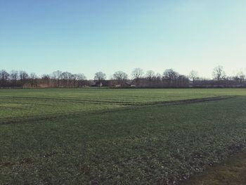 Scenic view of field against clear sky