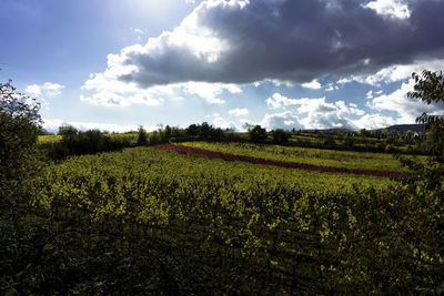 Scenic view of agricultural field against sky