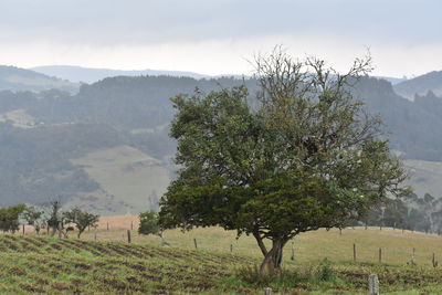 Tree on field by mountains against sky