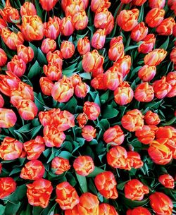 Full frame shot of red flowers