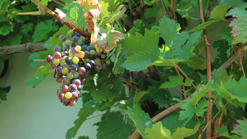 Close-up of berries growing on tree