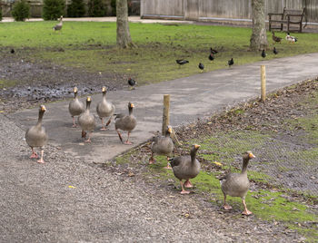 Ducks in a field