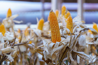 A sweet corn field.