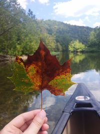 Close-up of hand holding maple leaf in lake