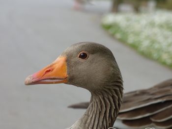 Close-up of bird perching on lake