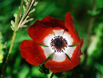 Close-up of red flowers