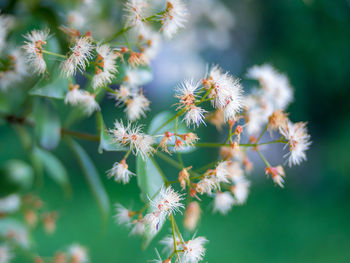 Close-up of flowering plant against white background