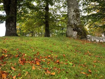 Trees growing on field in forest