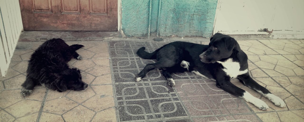 domestic animals, animal themes, mammal, pets, one animal, dog, indoors, tiled floor, full length, black color, two animals, relaxation, flooring, cat, lying down, domestic cat, wall - building feature, sitting, sleeping, resting