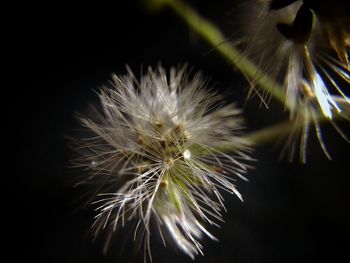 Close-up of dandelion flower at night