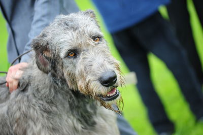 Close-up portrait of dog looking away outdoors