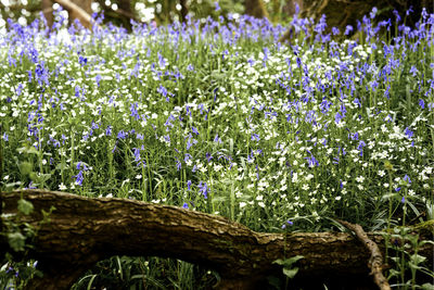 Close-up of purple flowering plants on field