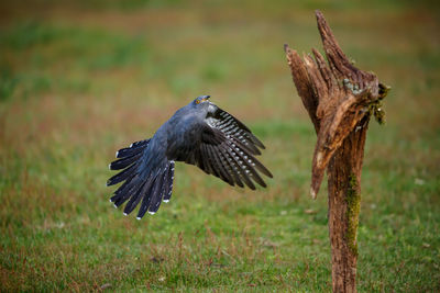 Bird flying over wooden post