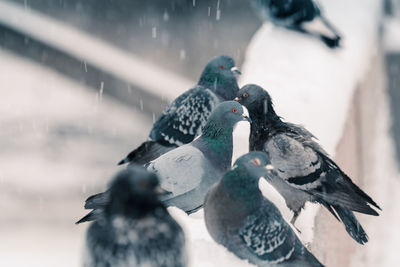 Close-up of birds on snow