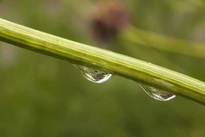 Close-up of wet grass