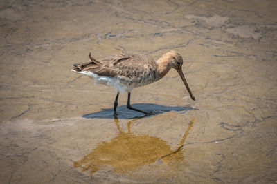 Bird standing on sand