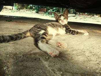 Portrait of cat relaxing outdoors