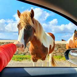 Horses in a horse