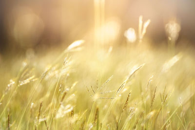 Close-up of wheat growing on field