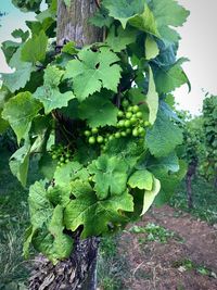 Close-up of grapes growing on tree