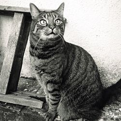 Portrait of cat