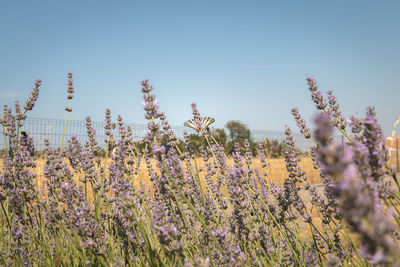 Close-up of flowering plants on field against clear sky