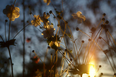 Low angle view of flowering plants against sky during sunset
