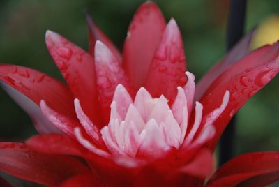 Close-up of pink rose flower