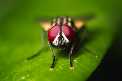 Close-up of fly on leaf