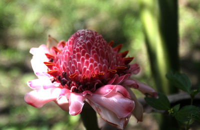 Close-up of pink flower