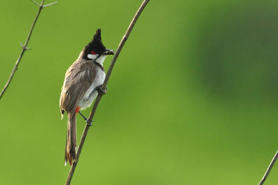 Bird perching on a branch