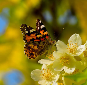 Close-up of butterfly pollinating on flower