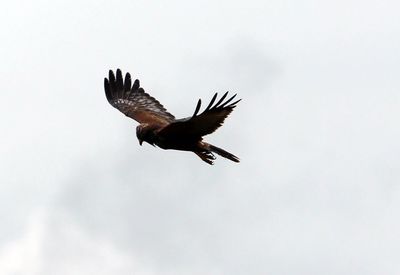 Low angle view of eagle flying against sky