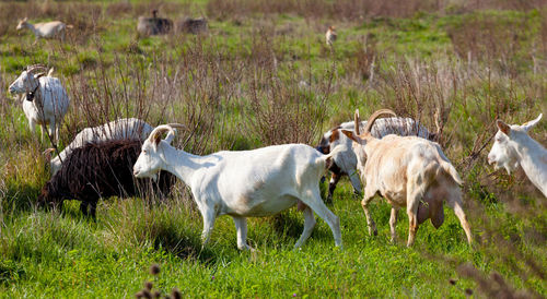 Goats grazing in a field