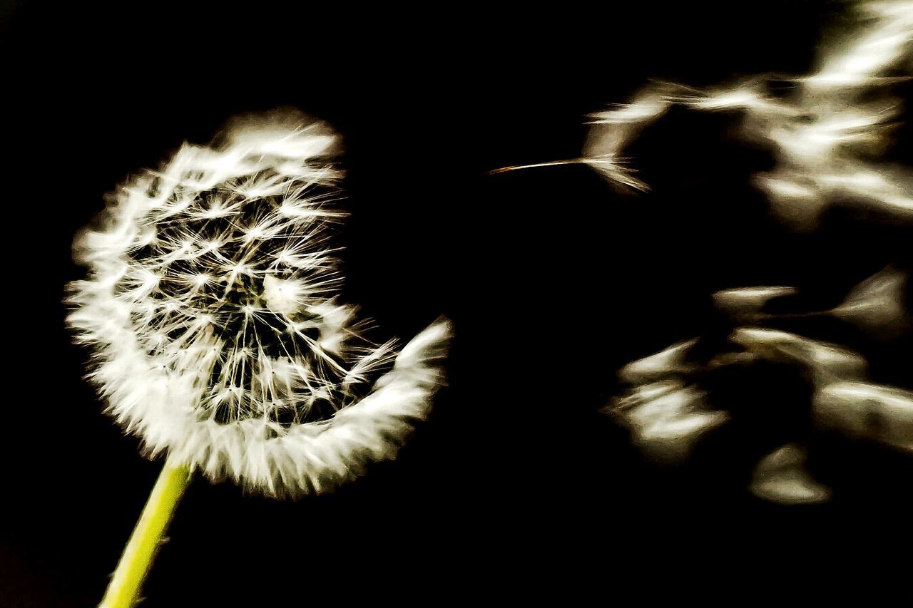 flower, close-up, dandelion, fragility, flower head, black background, studio shot, growth, nature, freshness, beauty in nature, stem, plant, night, single flower, no people, softness, selective focus, outdoors, focus on foreground