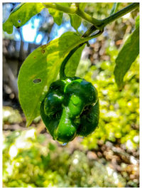 Close-up of fruit growing on plant