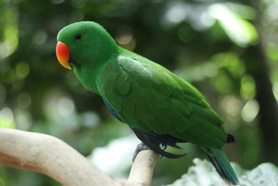 Close-up of parrot perching on tree