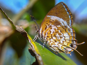 Close-up of butterfly on leaf