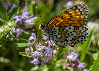 Butterfly pollinating on purple flower