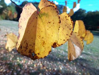 Close-up of autumnal leaves