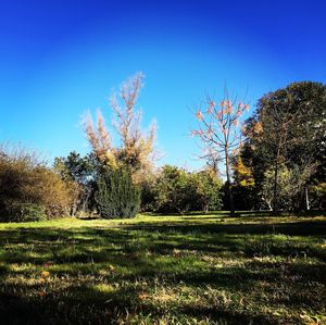 Scenic view of trees against clear blue sky