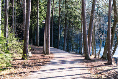 Pine trees in forest