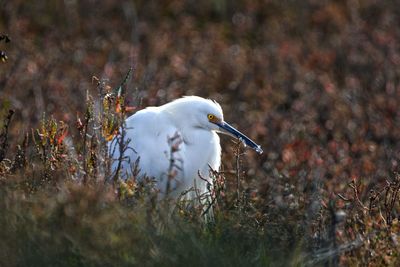 Close-up of a bird on field