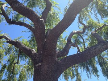 Low angle view of tree against sky