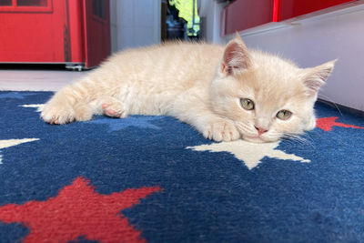 Little sad kitten is lying on the blue carpet in the kitchen