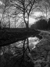 Bare trees by lake in forest against sky