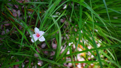 Close-up of pink flowers blooming in field