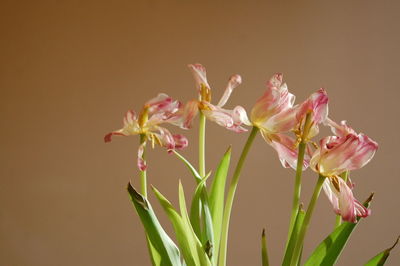 Close-up of flowers growing against beige background