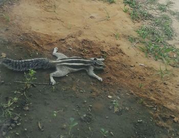 High angle view of lizard