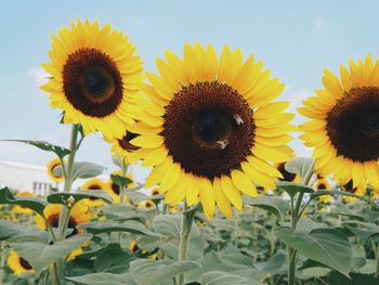 Close-up of yellow sunflower against sky